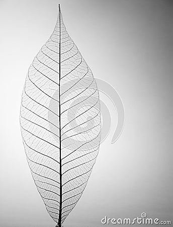 Decorative skeleton leaf Stock Photo