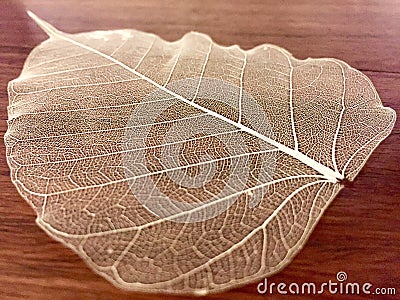 A decorative skeleton leaf Stock Photo