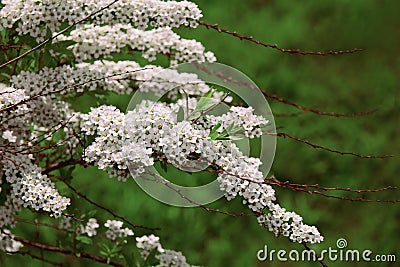 Decorative spring plant white shrub Spirea Thunberg Stock Photo