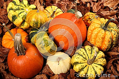 Decorative Squash, cucurbitaceous, pumpkin, on white background Stock Photo