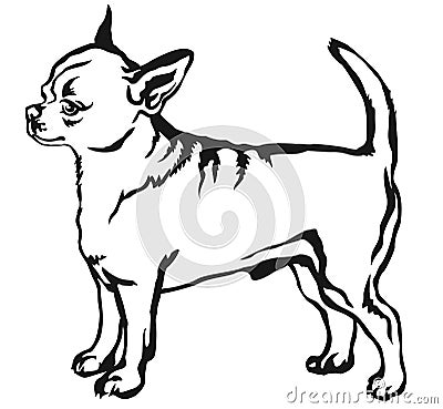 Decorative standing portrait of dog short haired Chihuahua vector illustration Vector Illustration