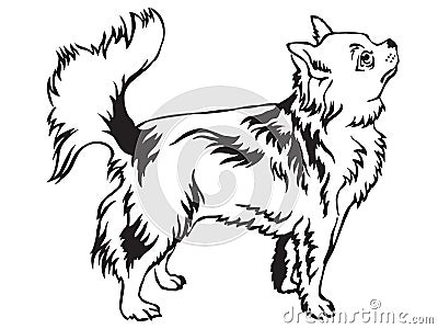 Decorative standing portrait of Longhaired Chihuahua vector illustration Vector Illustration