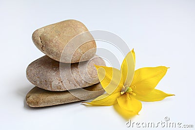 Decorative stones and yellow tulip flower on a white background. Japanese garden concept. Close up Stock Photo