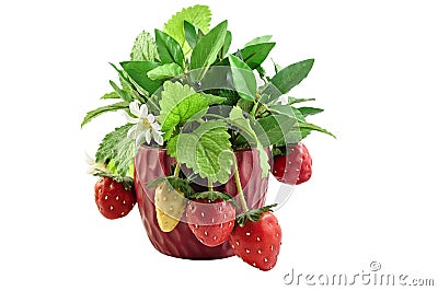 Decorative strawberry Stock Photo