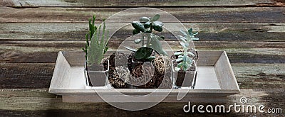 Decorative succulent plants in wooden tray on rustic table, banner Stock Photo