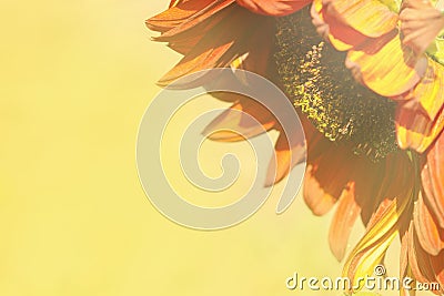 Decorative sunflower on yellow blurry background. Stock Photo
