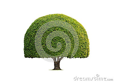 Decorative Topiary Tree in Dome shaped on isolated white background with Clipping path for gardening design Stock Photo