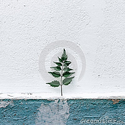 Decorative tree made of green leaves near wall texture. Minimal Stock Photo