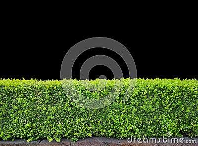 Decorative trimmed bush isolated on black background Stock Photo