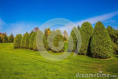 Decorative trimmed bushes Stock Photo