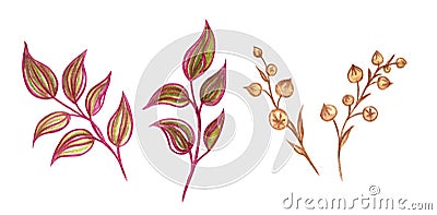 Decorative twigs, set. Drawing with watercolor on a white background. Cartoon Illustration