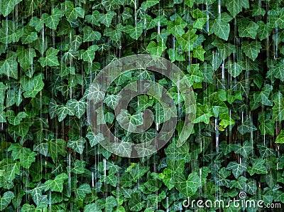 Decorative water curtain in front of lush green ivy in motion blur Stock Photo