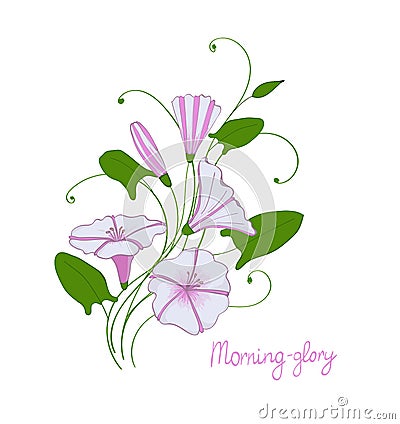 Decorative wedding element convolvulus bouquet. White and pink flowers bindweed. isolated morning-glory. Vector Illustration