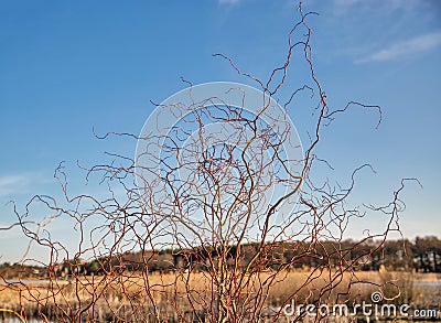 Decorative willow grows near the lake Stock Photo