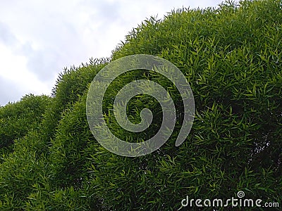 Decorative willow with sharp leaves. The spherical crown of the tree Stock Photo