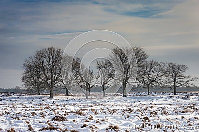 Deelerwoud in Winter Stock Photo