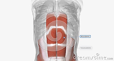 The deep abdominal muscles include the transverse abdominis and the rectus abdominis Stock Photo