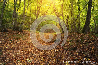 Deep Autumn Forest Stock Photo