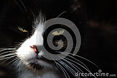 Deep black cat Stock Photo