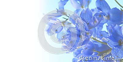 Deep blue delphinium flowers. floral background. Stock Photo