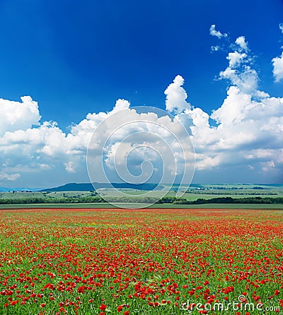 Deep blue sky and poppy meadow Stock Photo