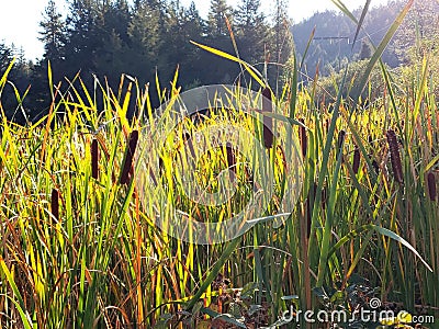 Deep in the bullrush Stock Photo