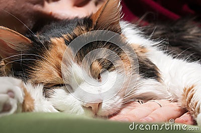 Deep cat sleep Stock Photo