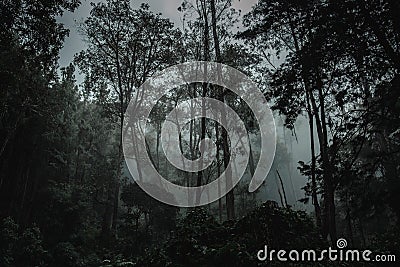 Deep in the dark amazon jungle Stock Photo