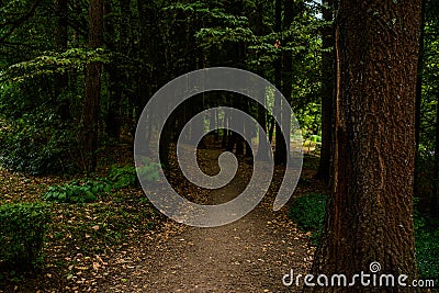 Beautiful photos of forests. Path in the deep forest Stock Photo