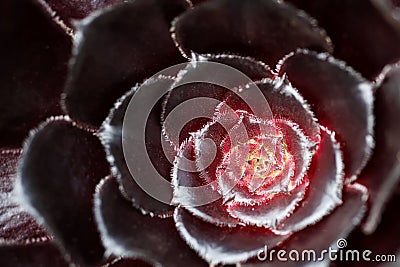 Aeonium schwarzkopf Flower Stock Photo