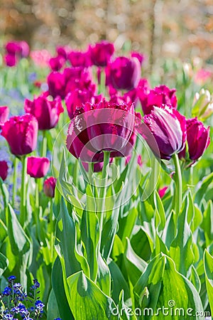 Deep dark red tulip Stock Photo