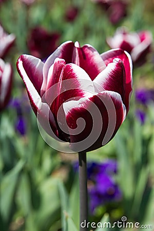 Deep dark red tulip Stock Photo