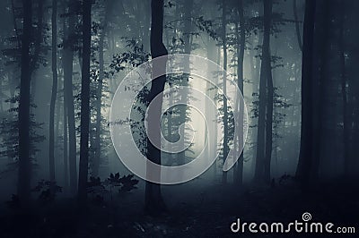 Deep dark woods with creepy fog Stock Photo