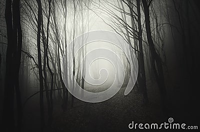 Deep dark woods with mysterious fog at night Stock Photo