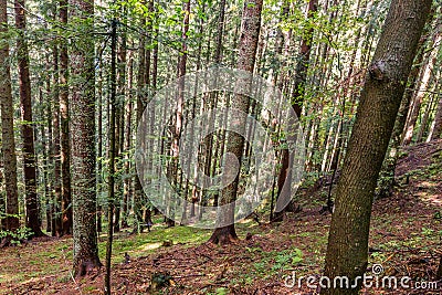 Deep dense forest trees. Stock Photo