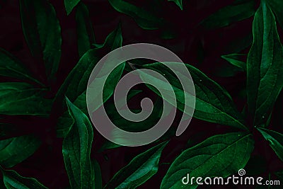 Deep faded green leaves background. Creative layout. Stock Photo