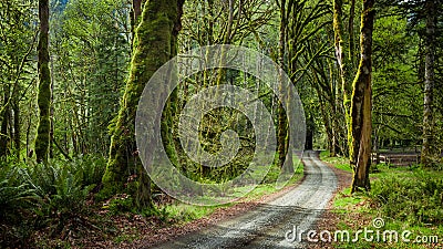 Deep forest in Elwha River Trail, Olympic national park Stock Photo