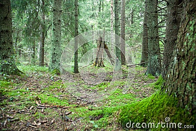 Deep forest Stock Photo