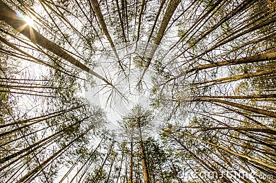 In the deep forest. looking up shot Stock Photo