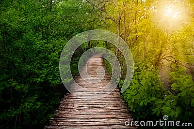 Deep forest pathway in the sunshine Stock Photo