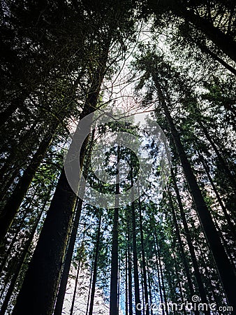 Deep in the forest. Quiet trees Stock Photo