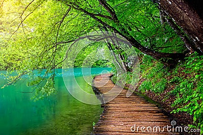Deep forest stream with crystal clear water in the sunshine Stock Photo