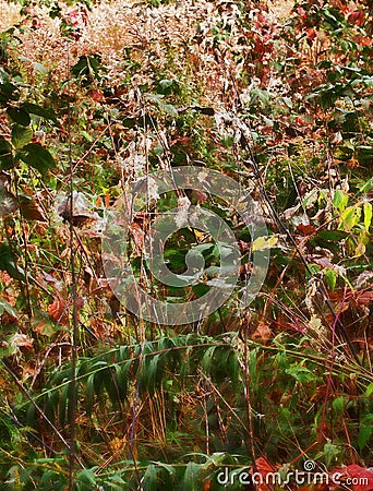 Deep forest vegetation Stock Photo