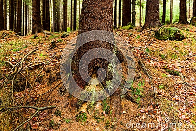 Deep forest and view on pine and conifer trees roots Stock Photo