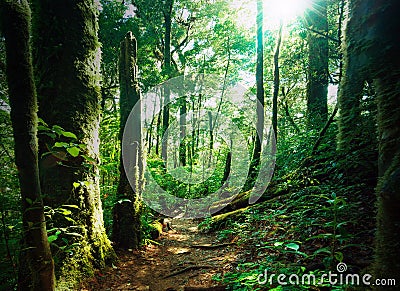 Deep green forest with mossy woods and ferns Stock Photo