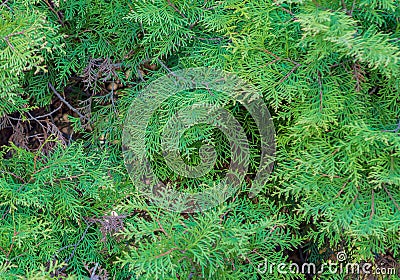 Deep green thuja tree branches Stock Photo