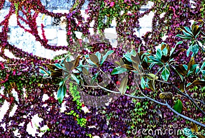Deep green waxy evergreen leaves on skinny tree branch with blurred colorful lush background Stock Photo
