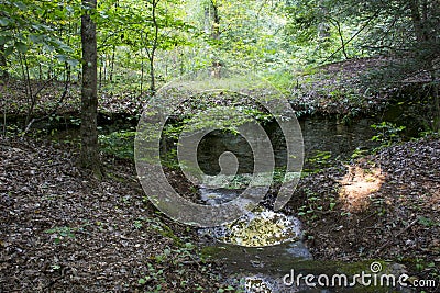 A deep hole in the forest floor Stock Photo