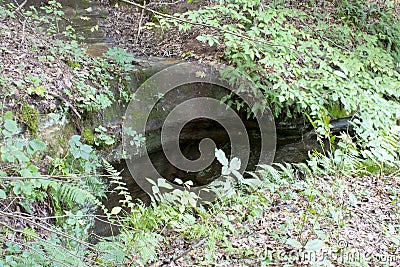 A deep hole in the forest floor Stock Photo