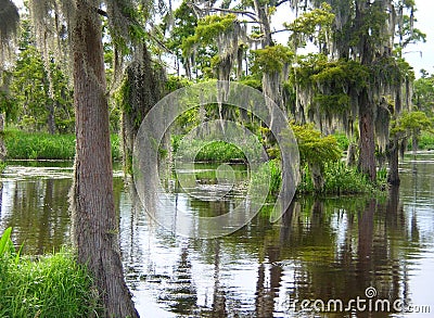 Deep in the Louisiana Bayou Swamp Stock Photo